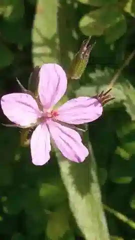 نبات ال crane's-bill laciniatum في بيئته الطبيعية