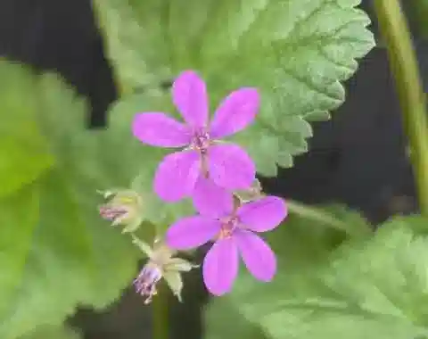 نبات ال crane's-bill malacoides subsp. malacoides في بيئته الطبيعية