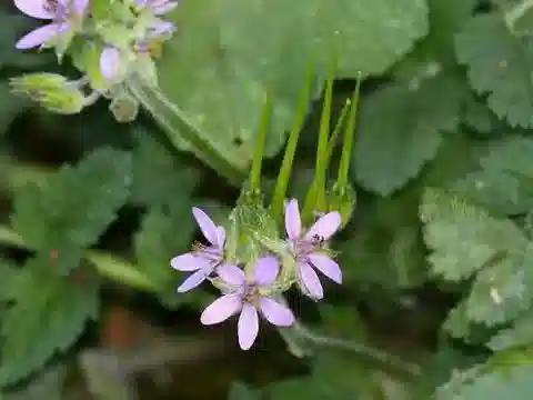 نبات ال crane's-bill moschatum في بيئته الطبيعية