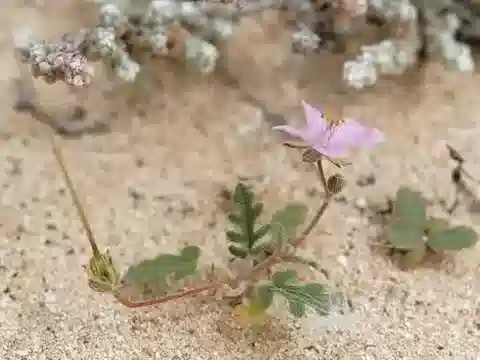 نبات ال crane's-bill neuradifolium في بيئته الطبيعية