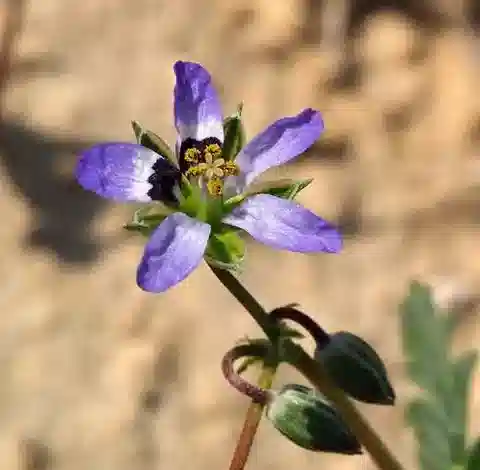 نبات ال crane's-bill oxyrhinchum subsp. bryoniifolium في بيئته الطبيعية