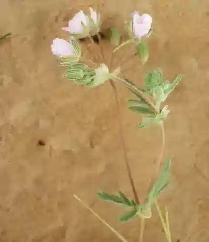 نبات ال crane's-bill pulverulentum subsp. pulverulentum في بيئته الطبيعية