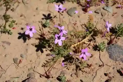نبات ال crane's-bill touchyanum في بيئته الطبيعية