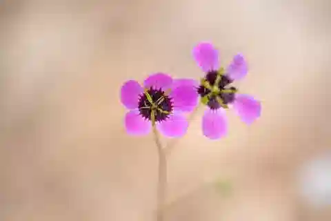 نبات الغرانيوم biuncinatum في بيئته الطبيعية