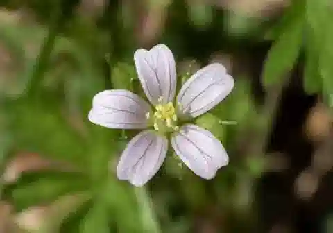 نبات الغرانيوم carolinianum في بيئته الطبيعية