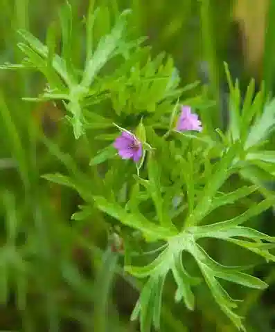 نبات الغرانيوم dissectum في بيئته الطبيعية