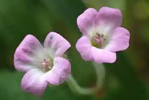 نبات الغرانيوم rotundifolium في بيئته الطبيعية