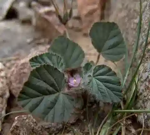 نبات Monsonia heliotropioides في بيئته الطبيعية