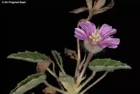 نبات Monsonia nivea في بيئته الطبيعية