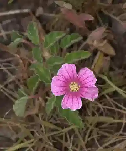 نبات Monsonia senegalensis في بيئته الطبيعية