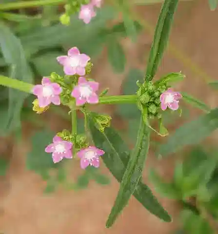 نبات الجيسيكيا diffusa في بيئته الطبيعية