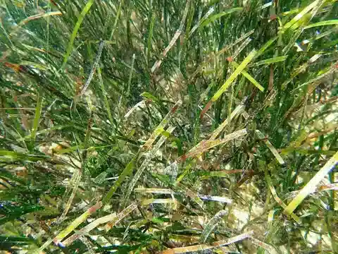 نبات الهالوديول وحيدة العرق في بيئته الطبيعية