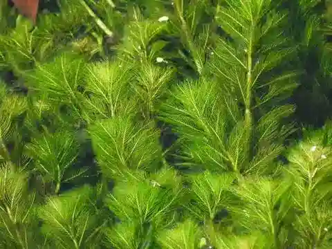 نبات الميريوفيلم spicatum في بيئته الطبيعية