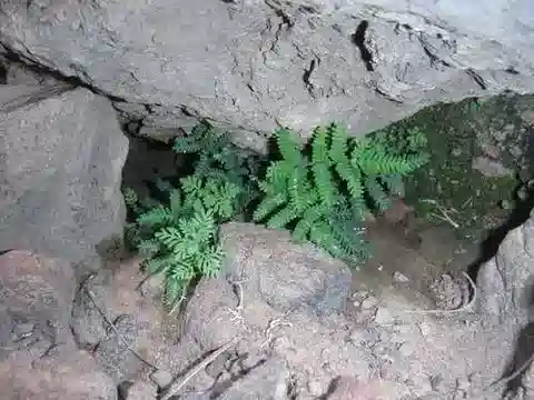 نبات الهيميونيتس الجلدية في بيئته الطبيعية
