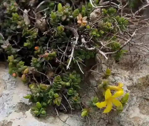 نبات النوبية aegypticum subsp. aegypticum في بيئته الطبيعية