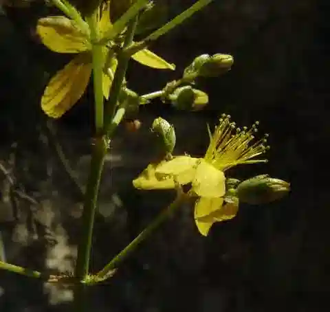 نبات النوبية lanuginosum في بيئته الطبيعية