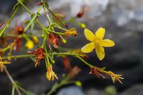 نبات النوبية triquetrifolium في بيئته الطبيعية