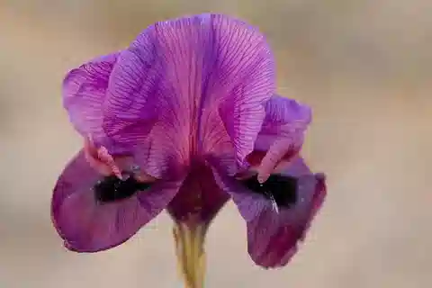 نبات سوسن ماريا في بيئته الطبيعية