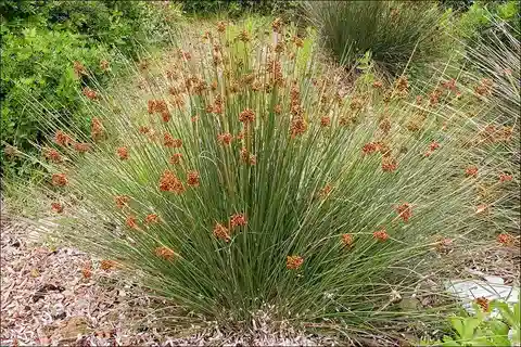نبات السمار الحاد النموذجي في بيئته الطبيعية
