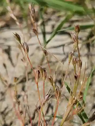 نبات سمار الضفادع في بيئته الطبيعية