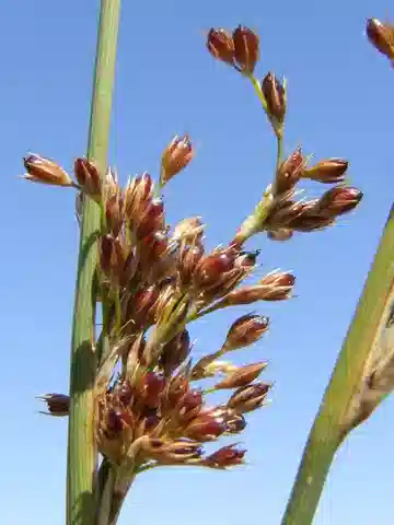 نبات السمار المنحني النموذجي في بيئته الطبيعية