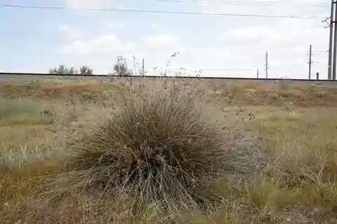 نبات السمار الساحلي في بيئته الطبيعية