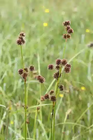نبات السمار النقطي في بيئته الطبيعية