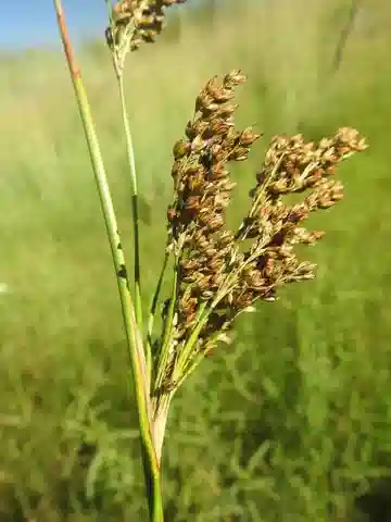 نبات السمار الصلب في بيئته الطبيعية