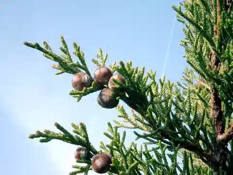 نبات العرعر الفينيقي في بيئته الطبيعية