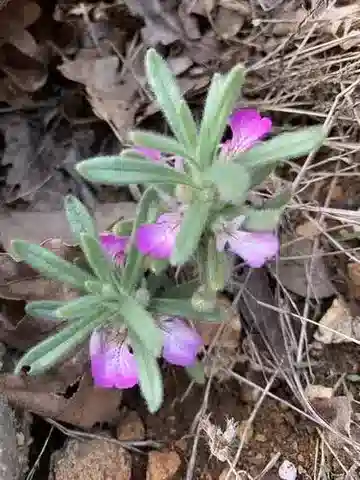 نبات السَّمِيق المر في بيئته الطبيعية