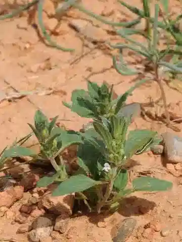 نبات التَّنَّاخُ السَّمَويّ في بيئته الطبيعية