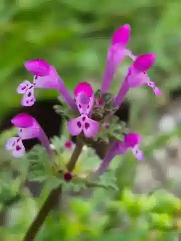 نبات اللَّمِيُوم المُحتَضِن في بيئته الطبيعية