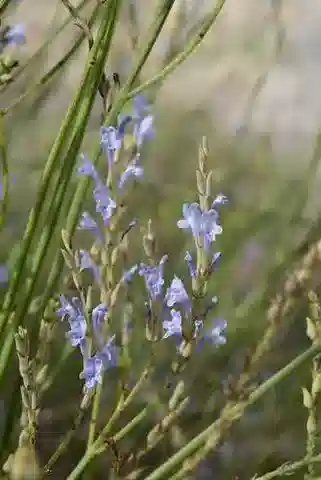 نبات اللَّافَنْدَة المُخَطَّطَة في بيئته الطبيعية