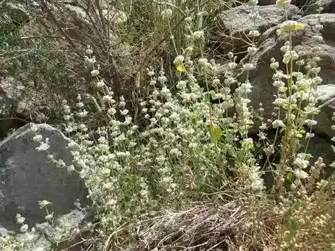 نبات اللِّيْكَاس المُنتَفِخ في بيئته الطبيعية