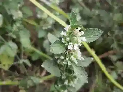 نبات اللِّيْكَاس القُرَيْصِيّ في بيئته الطبيعية