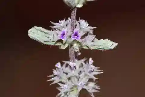 نبات المَرْرِيُوم الألِيسُّوني في بيئته الطبيعية