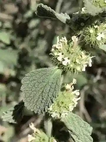 نبات المَرْرِيُوم الشَّائِع في بيئته الطبيعية