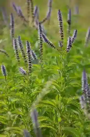 نبات النَّعْنَعُ المُكَثَّف في بيئته الطبيعية