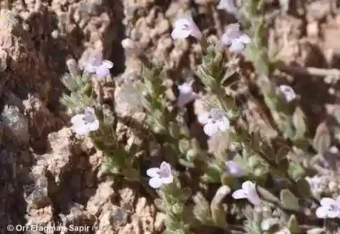 نبات المِكْرُومِيرِيَة السَّرْبَالِيَّة في بيئته الطبيعية