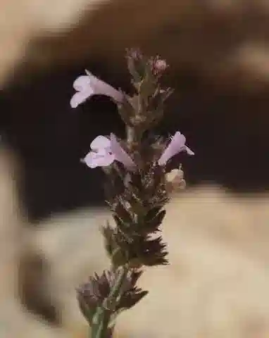 نبات المِكْرُومِيرِيَة السِّينَائِيَّة في بيئته الطبيعية