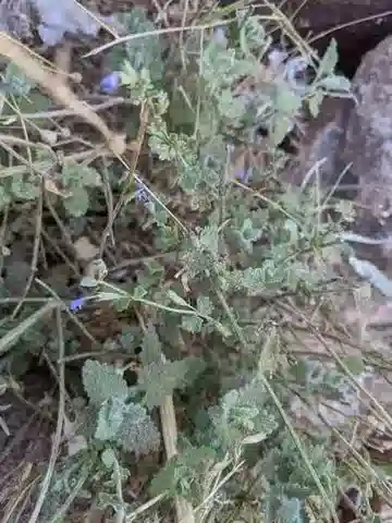 نبات النَّبِيطَة السَّبْعَاء في بيئته الطبيعية