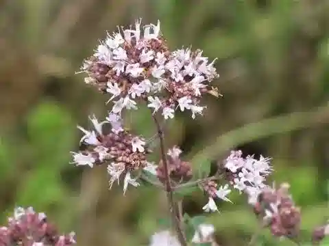 نبات الزَّعْتَرُ الشَّائِع في بيئته الطبيعية