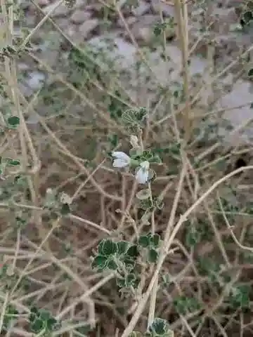 نبات العَوْتِسْتِيجِيَّة الشَّجَرِيَّة في بيئته الطبيعية