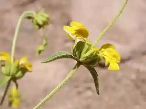 نبات الفُلُومِيس الذَّهَبِيّ في بيئته الطبيعية