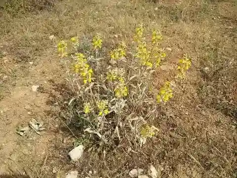 نبات الفُلُومِيسُ قَصِيرُ الأسْنَان في بيئته الطبيعية