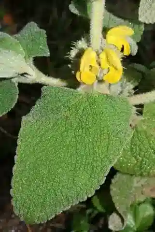 نبات الفُلُومِيسُ الوَبَرِيّ في بيئته الطبيعية