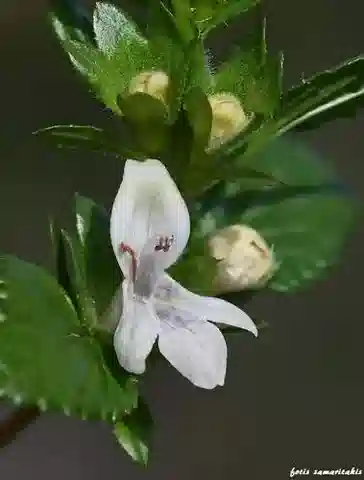 نبات البَرَازِيُوم الكَبِير في بيئته الطبيعية