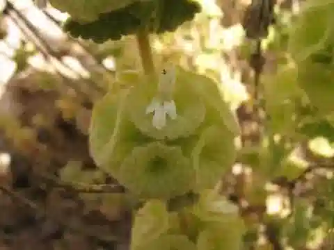 نبات السُّودُودِكْتَامْنُوس المُوَجَّه في بيئته الطبيعية