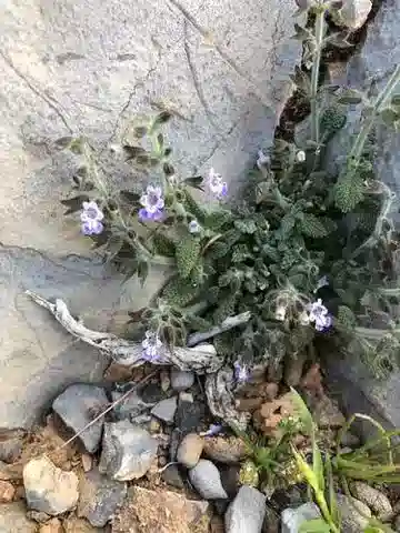 نبات الشَّبَتَرُ المِصْرِيّ في بيئته الطبيعية