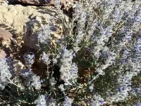 نبات الشَّبَتَرُ الصَّحْرَاوِيّ في بيئته الطبيعية